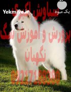 خرید فروش سگ سگ ساموید اصیل در تجریش در گروه سگ و گربه در یکمیوه