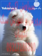 خرید فروش سگ توله سگ ساموید در تهران در گروه سگ و گربه در یکمیوه
