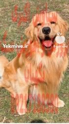 خرید فروش سگ سگ گلدن رتریور در تجریش در گروه سگ و گربه در یکمیوه