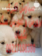 فروش سگ توله سگ گلدن رتریور در تهران در گروه سگ و گربه در یکمیوه