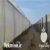 فروش پلاستیک گلخانه در اصفهان در گروه خرید و فروش انواع پوشش ها در یکمیوه