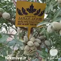 فروش نهال بادام سردسیری در گروه خرید و فروش نهال بادام در یکمیوه