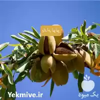 خرید نهال بادام تونو در تهران در گروه خرید و فروش نهال بادام در یکمیوه