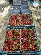 گیلاس گیلاس تک دان در خوی در گروه خرید و فروش گیلاس در یکمیوه