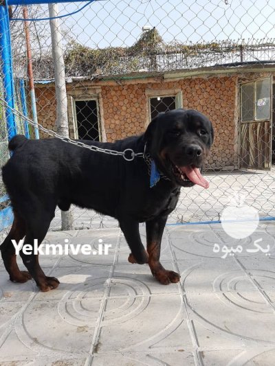 خرید و فروش سگ روتوایلر در شهرجدید هشتگرد در گروه سگ و گربه در یکمیوه -عکس1
