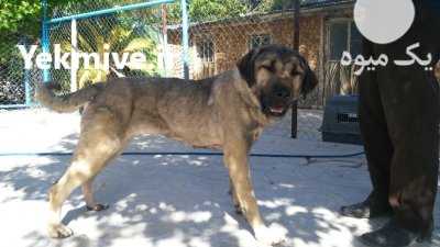 خرید و فروش سگ پژدر عراقی در کرج در گروه سگ و گربه در یکمیوه -عکس1