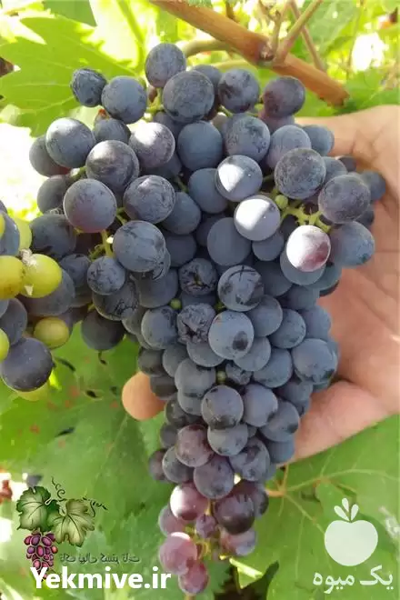 خرید نهال انگور در تهران در گروه خرید و فروش نهال انگور در یکمیوه -عکس1