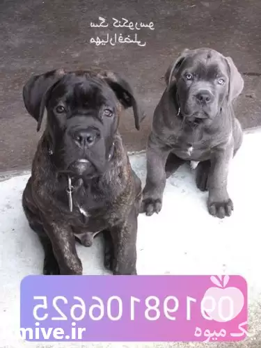 فروش سگ نگهبان گارد فروش سگ در تهران در گروه سگ و گربه در یکمیوه -عکس1