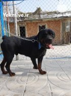 خرید و فروش سگ روتوایلر در شهرجدید هشتگرد در گروه سگ و گربه در یکمیوه