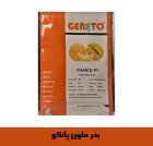 فروش بذر ملون پانکو GENTO در اصفهان در گروه خرید و فروش بذر ملون در یکمیوه