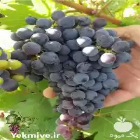 خرید نهال انگور در تهران در گروه خرید و فروش نهال انگور در یکمیوه