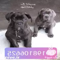 فروش سگ نگهبان گارد فروش سگ در تهران در گروه سگ و گربه در یکمیوه