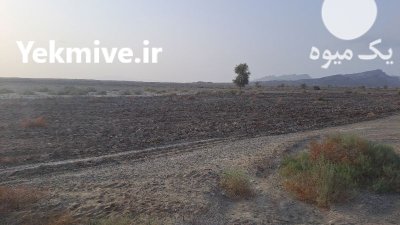اجاره زمین کشاورزی اجاره زمین در گروه اجاره زمین کشاورزی در یکمیوه -عکس2