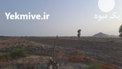 اجاره زمین کشاورزی اجاره زمین در گروه اجاره زمین کشاورزی در یکمیوه -عکس1