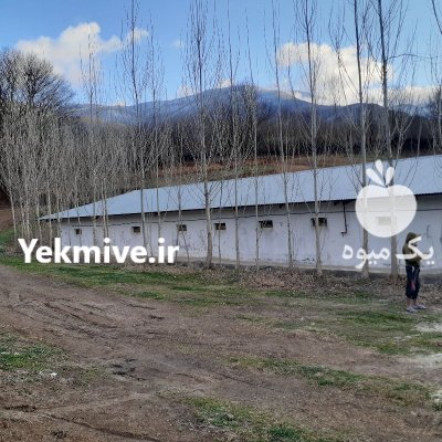 خرید و فروش کود مرغی در اقبالیه در گروه خرید و فروش کود مرغی در یکمیوه -عکس2