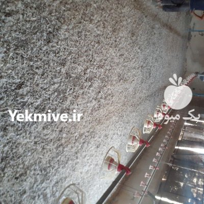 خرید و فروش کود مرغی در اقبالیه در گروه خرید و فروش کود مرغی در یکمیوه -عکس3