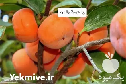خرید نهال خرمالو گوجه ای در تهران در گروه خرید و فروش نهال خرمالو در یکمیوه -عکس1