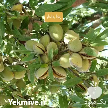 فروش خرید نهال بادام اذر در تهران در گروه خرید و فروش نهال بادام در یکمیوه -عکس1