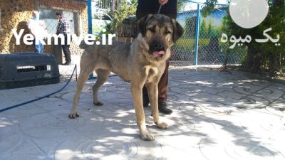خرید و فروش سگ پژدر عراقی در کوهسار در گروه سگ و گربه در یکمیوه -عکس1