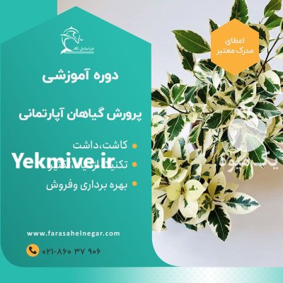 دوره آموزشی پرورش گیاهان آپارتمانی در تجریش در گروه دوره آموزش کشاورزی در یکمیوه -عکس1