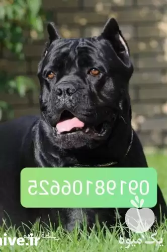 فروش سگ کنکورسو سگ کن کرسو در کرج در گروه سگ و گربه در یکمیوه -عکس1