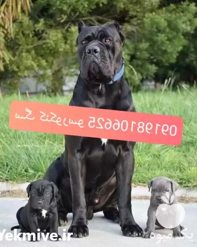 قیمت خرید سگ کنکرسو سگ کینکرسو در تهران در گروه سگ و گربه در یکمیوه -عکس1