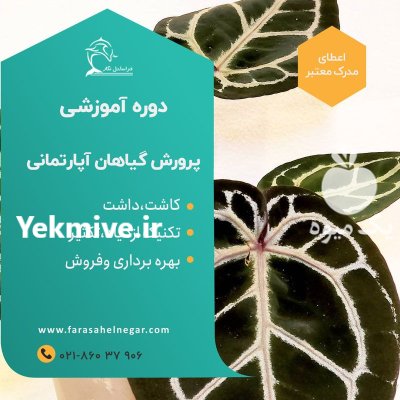 آموزش کاربردی گیاهان آپارتمانی آفلاین و حضوری در گروه دوره آموزش کشاورزی در یکمیوه -عکس1