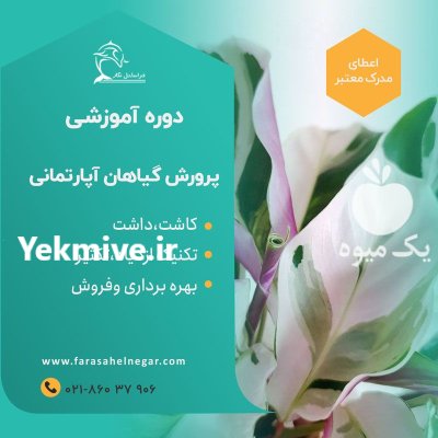 آموزش کاربردی گیاهان آپارتمانی آفلاین و حضوری در گروه دوره آموزش کشاورزی در یکمیوه -عکس2