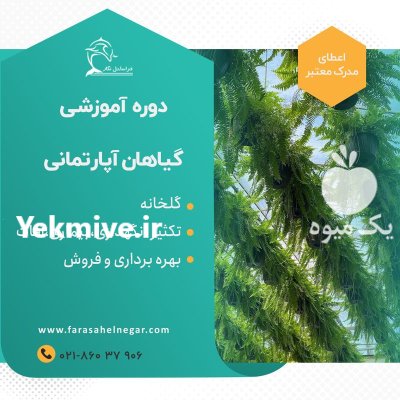 آموزش کاربردی گیاهان آپارتمانی آفلاین و حضوری در گروه دوره آموزش کشاورزی در یکمیوه -عکس4