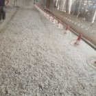 خرید و فروش کود مرغی در اقبالیه در گروه خرید و فروش کود مرغی در یکمیوه