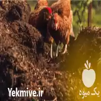فروش کود مرغی قفسی در گروه خرید و فروش کود مرغی در یکمیوه