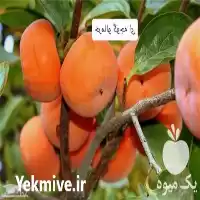 خرید نهال خرمالو گوجه ای در تهران در گروه خرید و فروش نهال خرمالو در یکمیوه