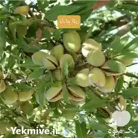 فروش خرید نهال بادام اذر در تهران در گروه خرید و فروش نهال بادام در یکمیوه
