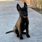 خرید و فروش سگ مالینویز در کرج در گروه سگ و گربه در یکمیوه