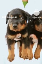 خرید فروش سگ روتوایلر اروپایی امریکایی در گروه سگ و گربه در یکمیوه