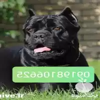 فروش سگ کنکورسو سگ کن کرسو در کرج در گروه سگ و گربه در یکمیوه