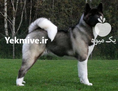 خرید و فروش سگ اکیتا در کرج در گروه سگ و گربه در یکمیوه -عکس1