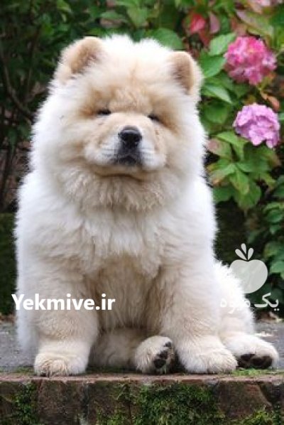 خرید و فروش سگ چاو چاو در کرج در گروه سگ و گربه در یکمیوه -عکس1