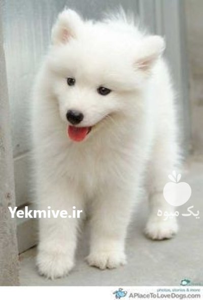 خرید و فروش سگ سامویید در مشکین دشت در گروه سگ و گربه در یکمیوه -عکس1