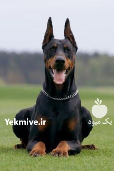 خرید و فروش سگ دوبرمن در سیف آباد در گروه سگ و گربه در یکمیوه -عکس1