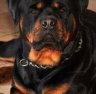 خرید و فروش سگ روتوایلر در گروه سگ و گربه در یکمیوه