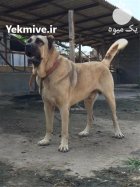 خرید و فروش سگ پژدر عراقی در گروه سگ و گربه در یکمیوه