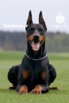 خرید و فروش سگ دوبرمن در سیف آباد در گروه سگ و گربه در یکمیوه