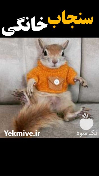 سنجاب خانگی در تهران در گروه حیوانات خانگی در یکمیوه -عکس1