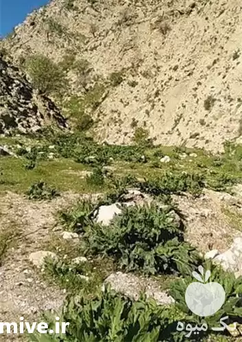 قیمت خرید آنغوزه با بهترین کیفیت در تهران در گروه عسل شیره و فرآورده ی مربا در یکمیوه -عکس1