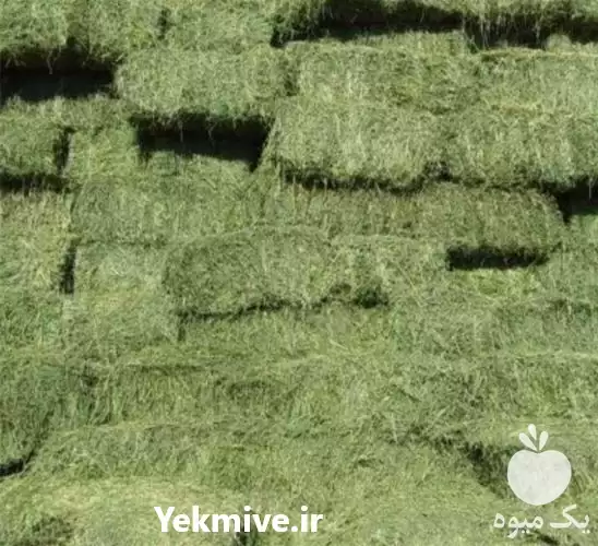 قیمت خرید قیمت روز یونجه در شیراز در گروه خوراک دام و طیور در یکمیوه -عکس1