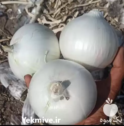 پیاز مشتقات صیفی جات میوه تره در گروه خرید و فروش پیاز در یکمیوه -عکس1