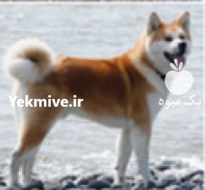 خرید و فروش سگ اکیتا در کرج در گروه سگ و گربه در یکمیوه -عکس1