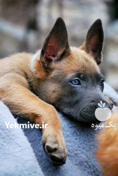خرید و فروش سگ مالینویز در آسارا در گروه سگ و گربه در یکمیوه -عکس1