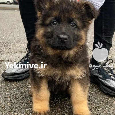 خرید و فروش سگ ژرمن شپرد در محمدشهر در گروه سگ و گربه در یکمیوه -عکس1